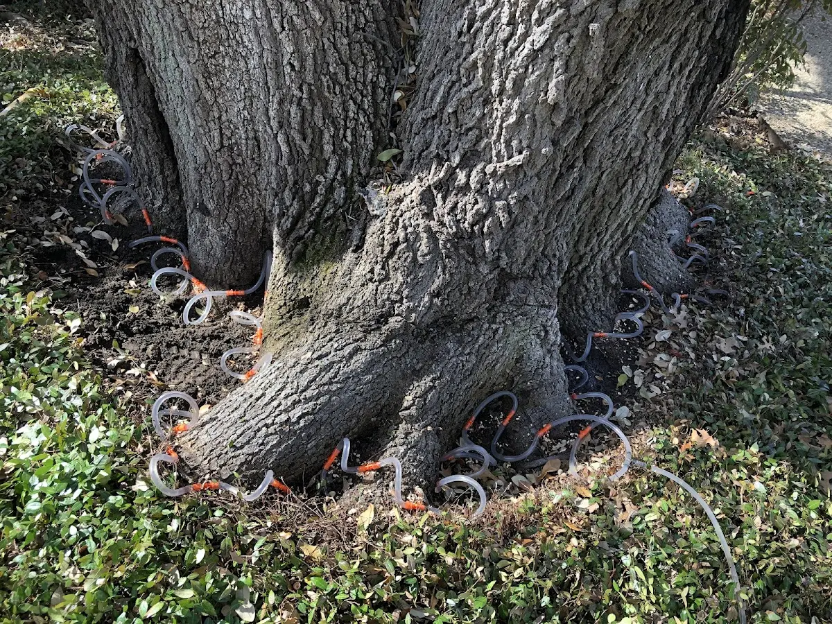 Detailed Tree Cabling and Bracing job site in White Bird