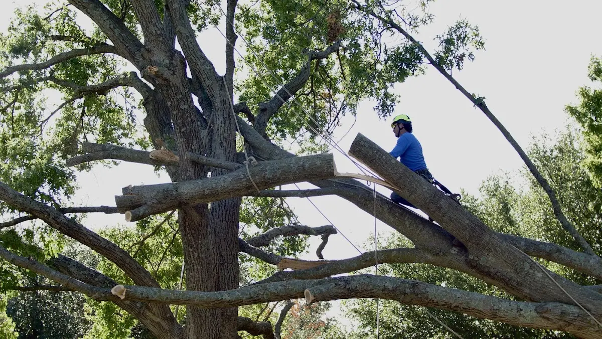 Professional Crown Thinning performed by certified arborists in White Bird