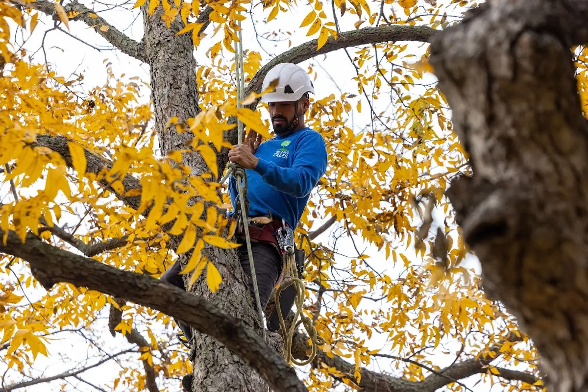 Skilled Tree Trimming crew working in White Bird