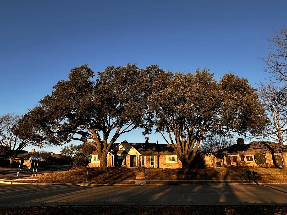 Established residential canopy tree shading a home in White Bird